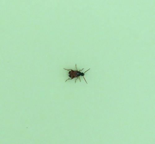 Callosobruchus maculatus